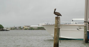 Pelican perched on dock post by boat.